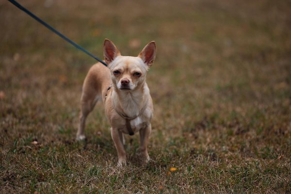 How to choose the best resume builder for your job application success